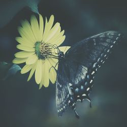 Close-up of butterfly pollinating on yellow flower