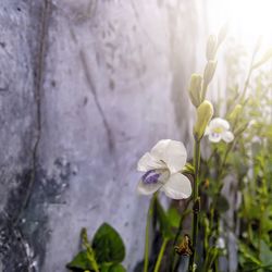 Close-up of white flowering plant