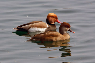 Duck swimming in lake