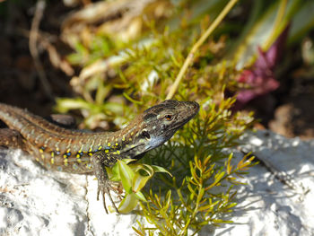 Close-up of lizard