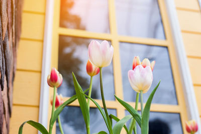 Close-up of pink tulips