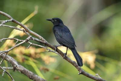 Close-up of bird perching on branch