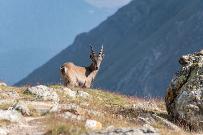 Close-up of deer on mountain