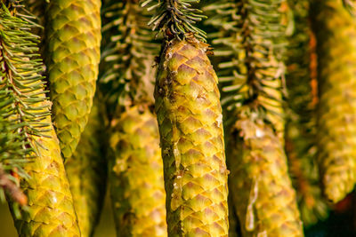 Close-up of fruits hanging in market