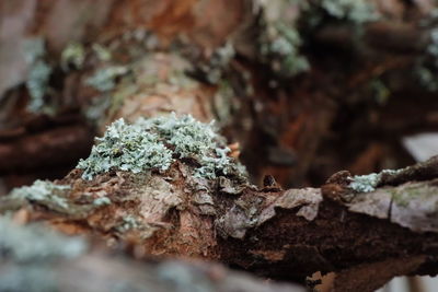 Close-up of mushroom growing on tree trunk