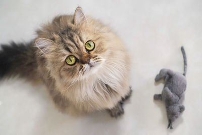 Close-up portrait of a cat