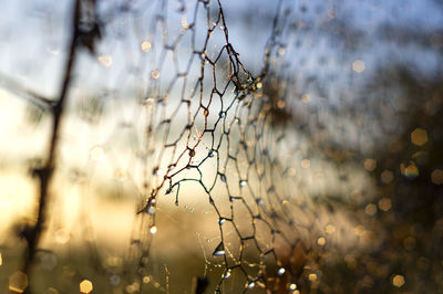 Close-up of wet fence in the early morning sunrise