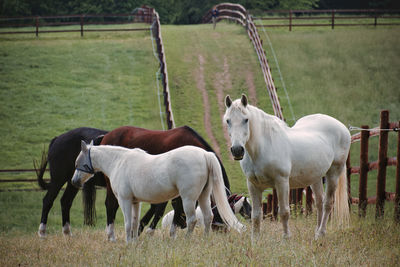 Horses standing in ranch