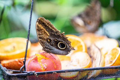 Close-up of butterfly