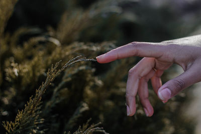 Close-up of hand touching plant