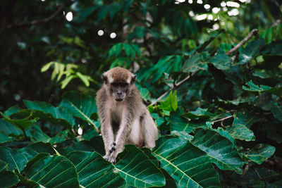 Monkey sitting on tree