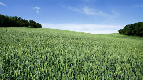 Scenic view of wheat field against sky