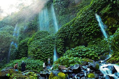 Waterfall in forest