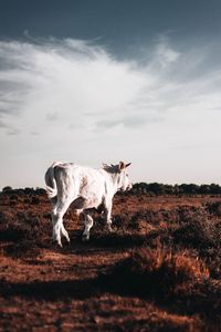 Cow standing in a field