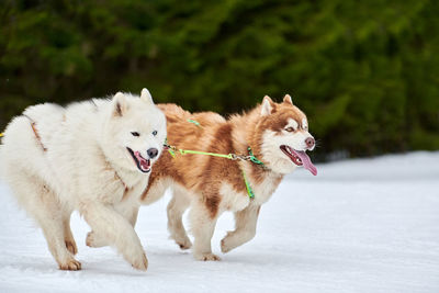 Running husky and samoyed dog on sled dog racing. winter dog sport sled team competition