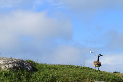 Bird flying in sky