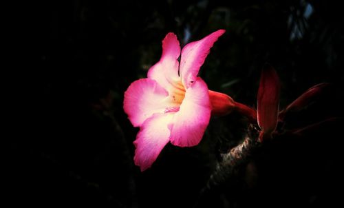 Close-up of pink flowers blooming outdoors