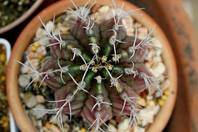 Close-up of cactus plant