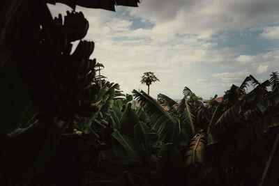 Low angle view of flowering plants against sky