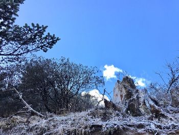 Low angle view of trees on landscape against blue sky