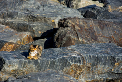 Portrait of cat sitting on rock