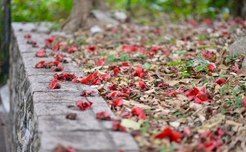 Close-up of red leaves on tree trunk