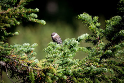 Bird perching on a tree