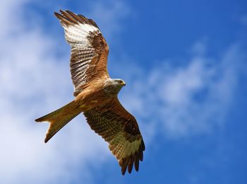 Low angle view of a flying red kite with wide spreaded wings against blue cloudy sky