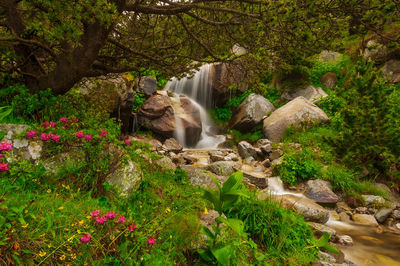 Scenic view of waterfall in forest