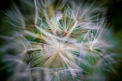 Close-up of dandelion