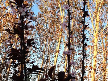 Low angle view of trees