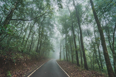 Road amidst trees in forest