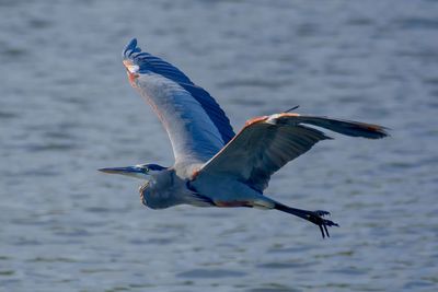 Bird flying over lake