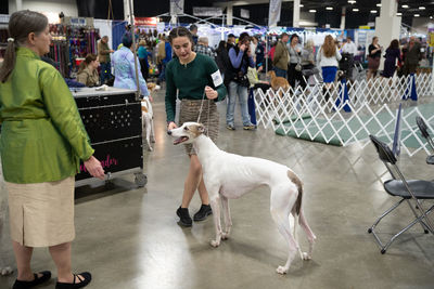 Group of people looking at dogs