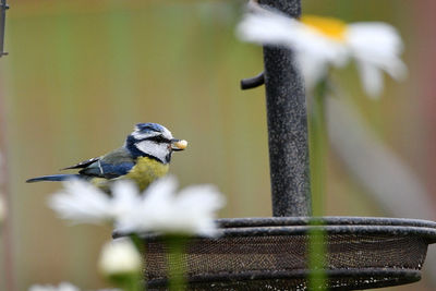 Bird perching on a feeder