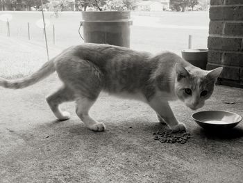 Close-up of cat drinking water