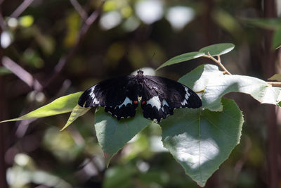 Close-up of butterfly pollinating flower