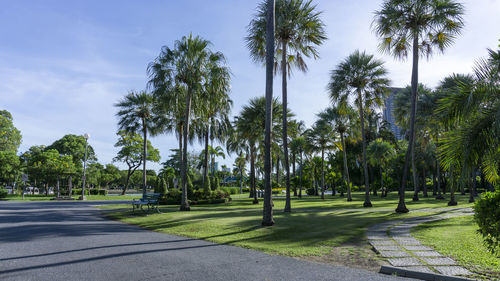 Panoramic view of palm trees against sky