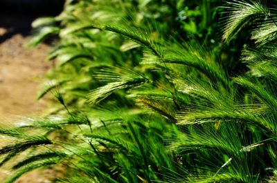 Close-up of fresh green leaves