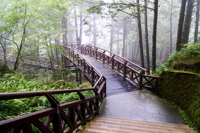 Footbridge in forest