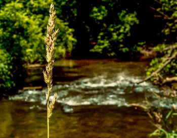 Close-up of water flowing in forest