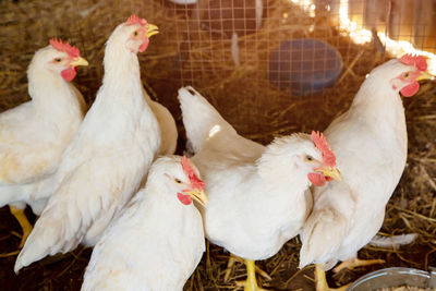 Bird flu epidemic caused by meat breed chickens