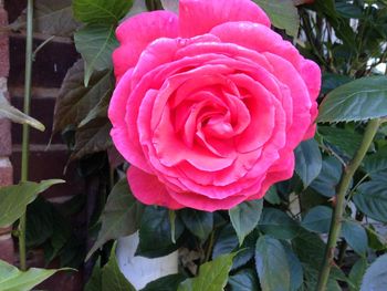 Close-up of pink rose