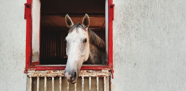 Horse in stable