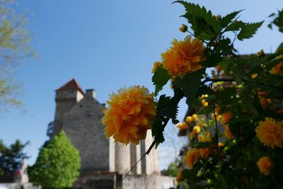 Low angle view of yellow flowers blooming against clear sky