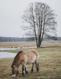 Horse grazing on field during winter