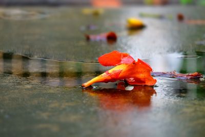 Close-up of orange fish in lake