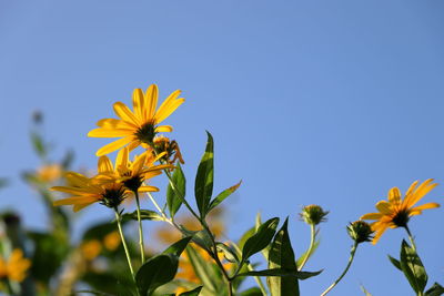 Low angle view of yellow flowering plant against clear sky