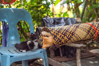 Close-up of two cats on bench