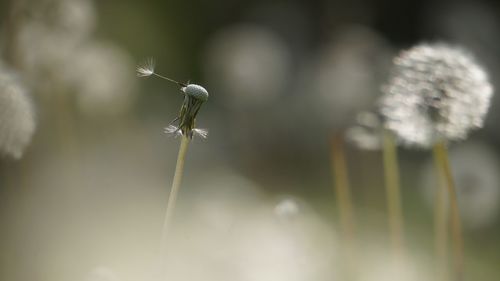 Selective focus of dandelion seed
